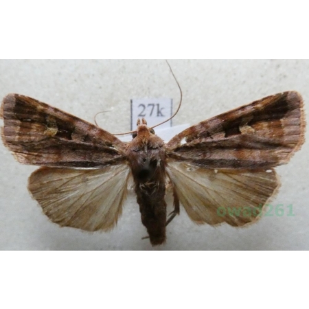 Diarsia brunnea (Denis & Schiffermüller, 1775) Rolnica brunatna Czech27k